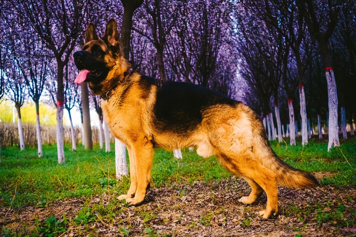 老虎偷小兔的故事,大灰狼偷小猫故事