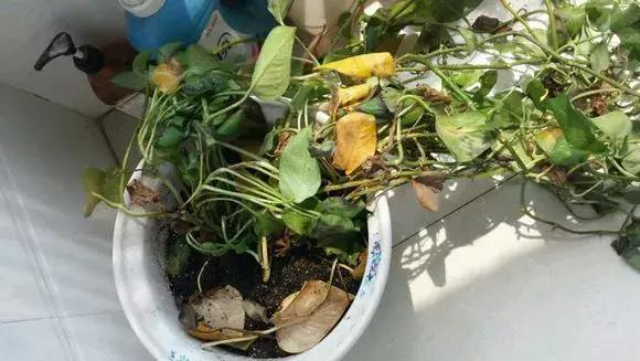 倒垃圾时捡一盆绿萝,被丢弃的一盆绿萝