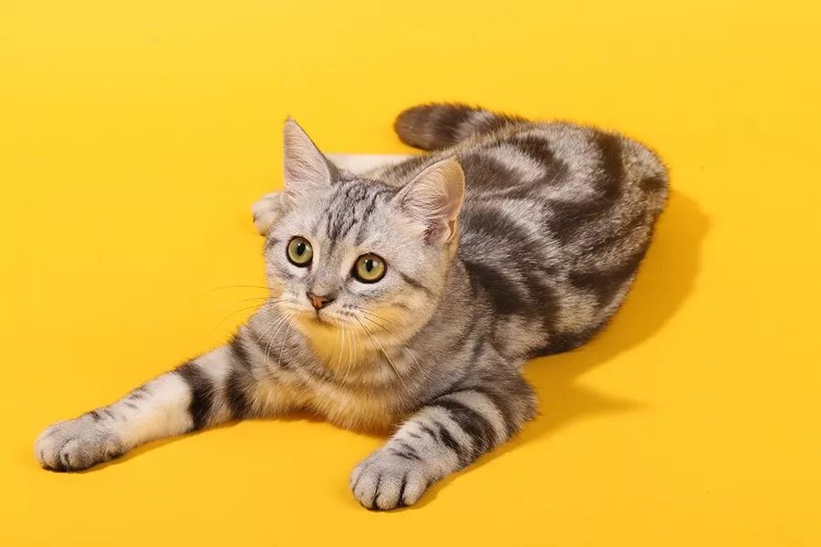 养猫可以治愈抑郁症吗,养猫真的能改善抑郁症吗