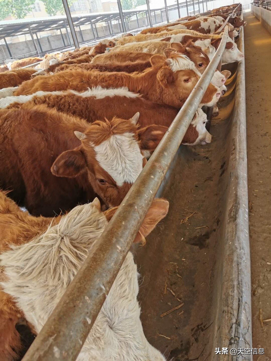 青海羊的品种,萨福克羊和黑头杜泊的优缺点