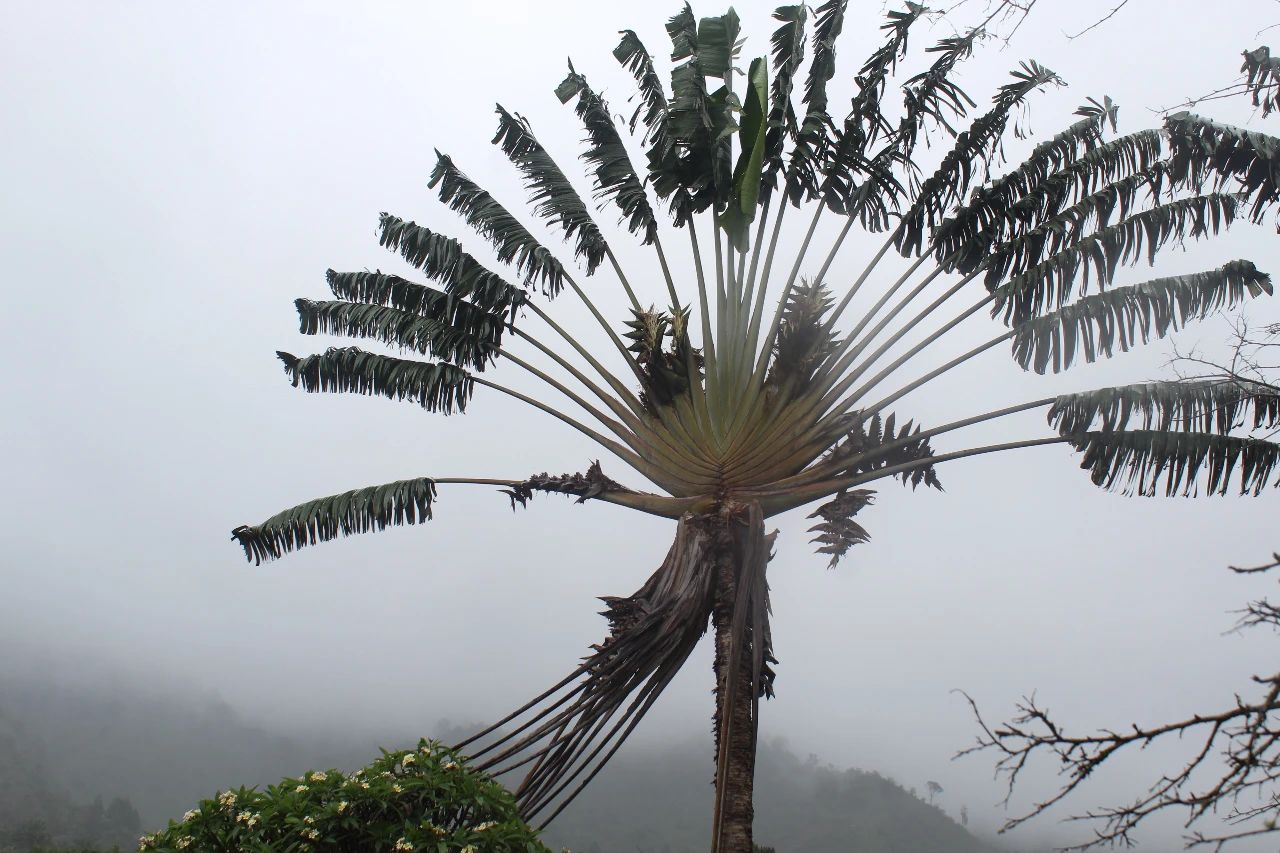 大鹤望兰和旅人蕉哪种好看,鹤望兰和什么植物比较相似