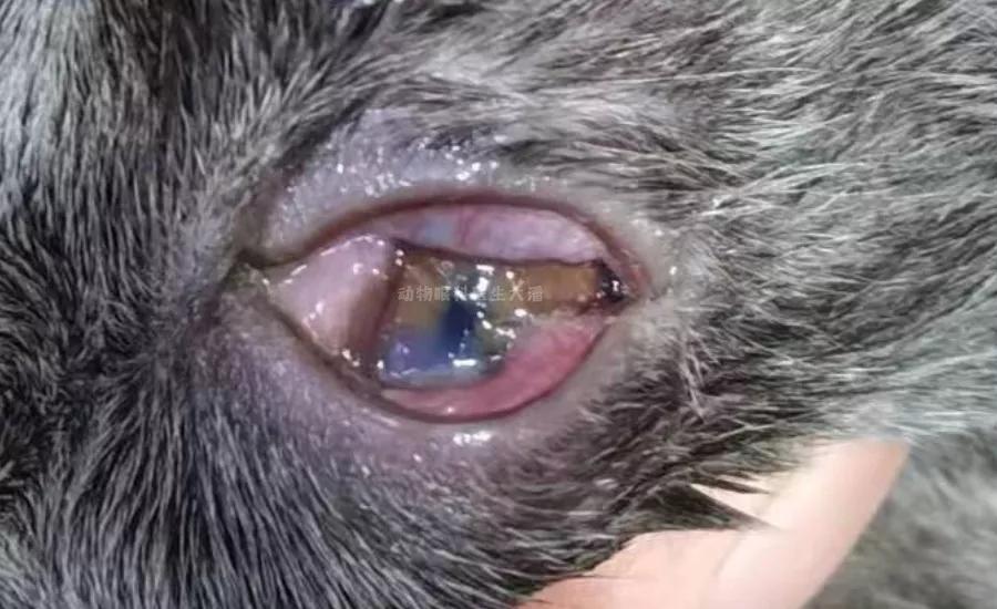 猫咪角膜溃烂吃啥抗生素,猫咪角膜穿孔能恢复吗