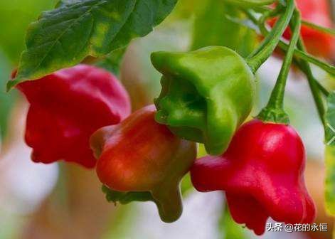 结蓝色和紫色球形小果子的植物,开花像白色灯笼植物图片