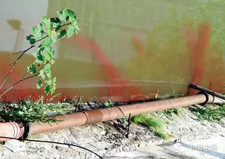 金鱼吃什么饲料既干净又有营养,金鱼都喂食什么饲料好吃