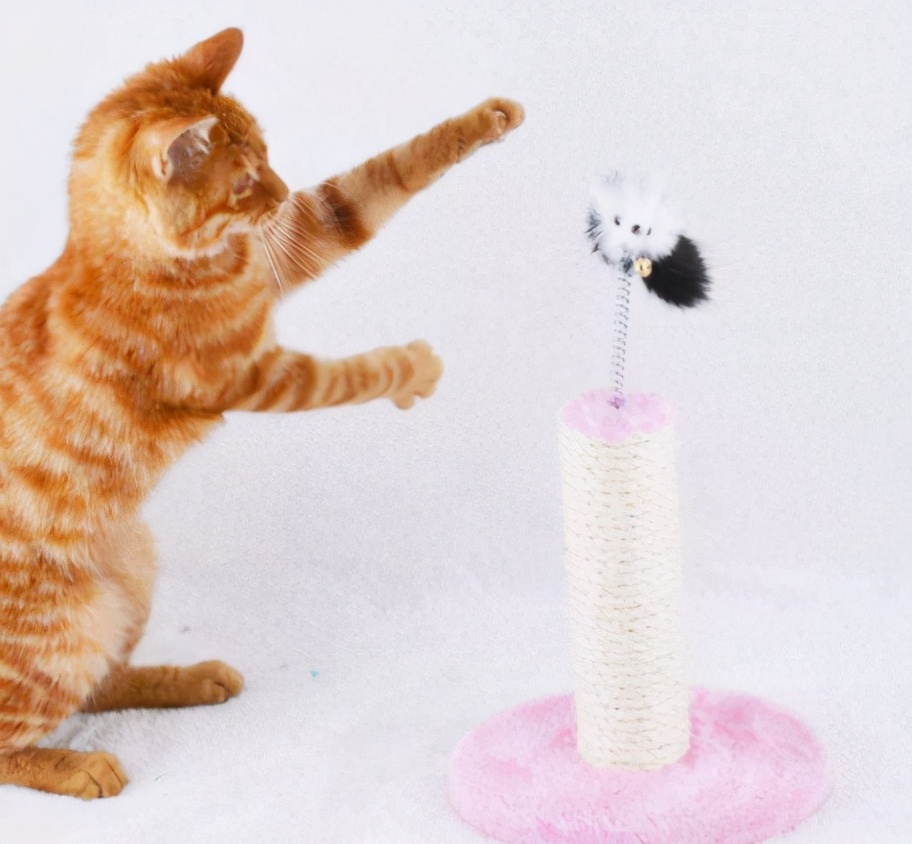 假期不出门的猫,假期不在家猫怎么办