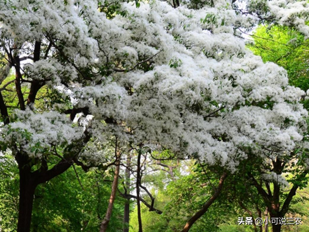 它的名字叫做六月雪,看似有着天大的冤屈,事实是你想多了