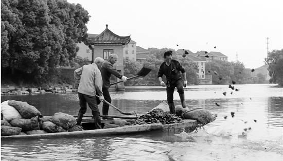 河蚌先生,河蚌先生啥意思