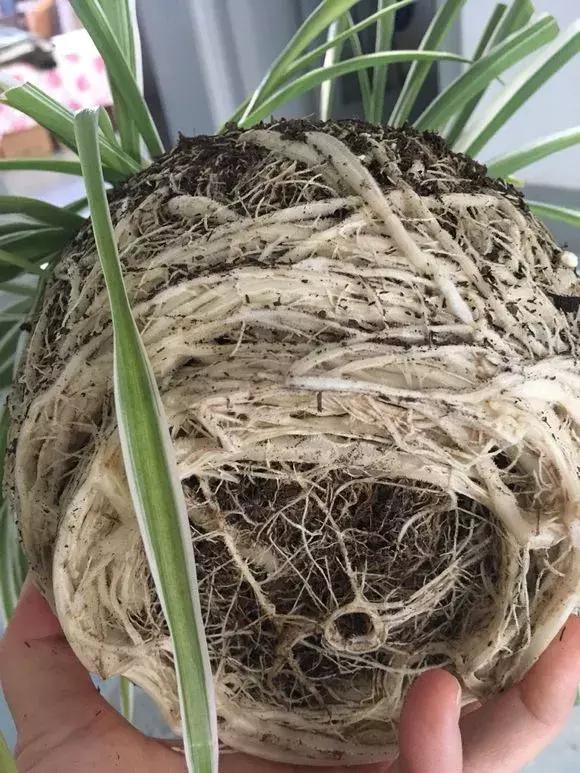 吊兰怎么养护会出枝条,吊兰长出很长的枝来怎么养护