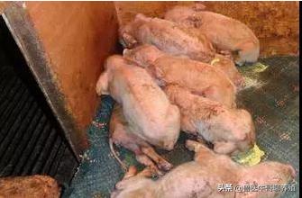 哺乳仔猪呕吐豆腐渣样不拉稀,哺乳母猪呕吐仔猪腹泻