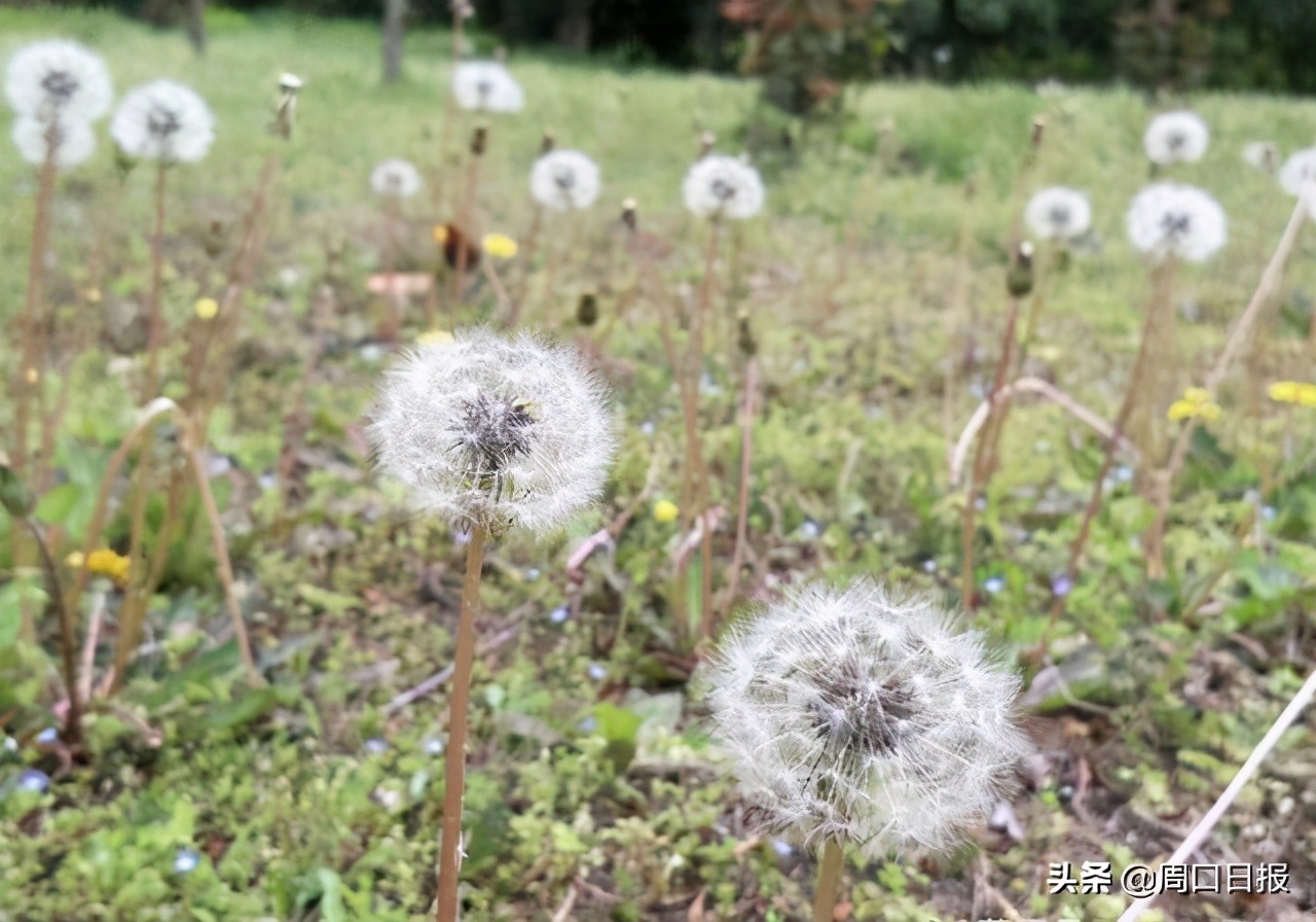 「花言草语」会飞的蒲公英