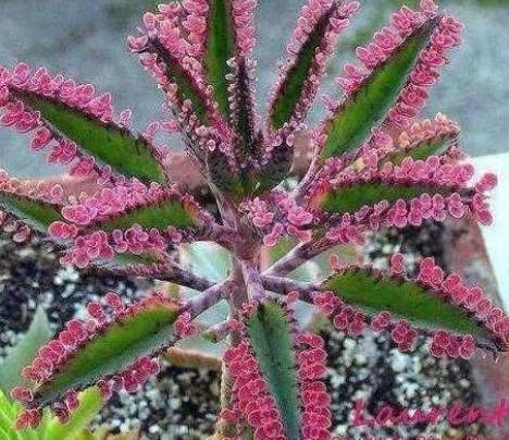 养鸟不死的诀窍,不死鸟的养殖方法与功效