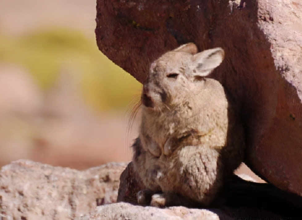 龙猫的亲人视频,龙猫的亲戚