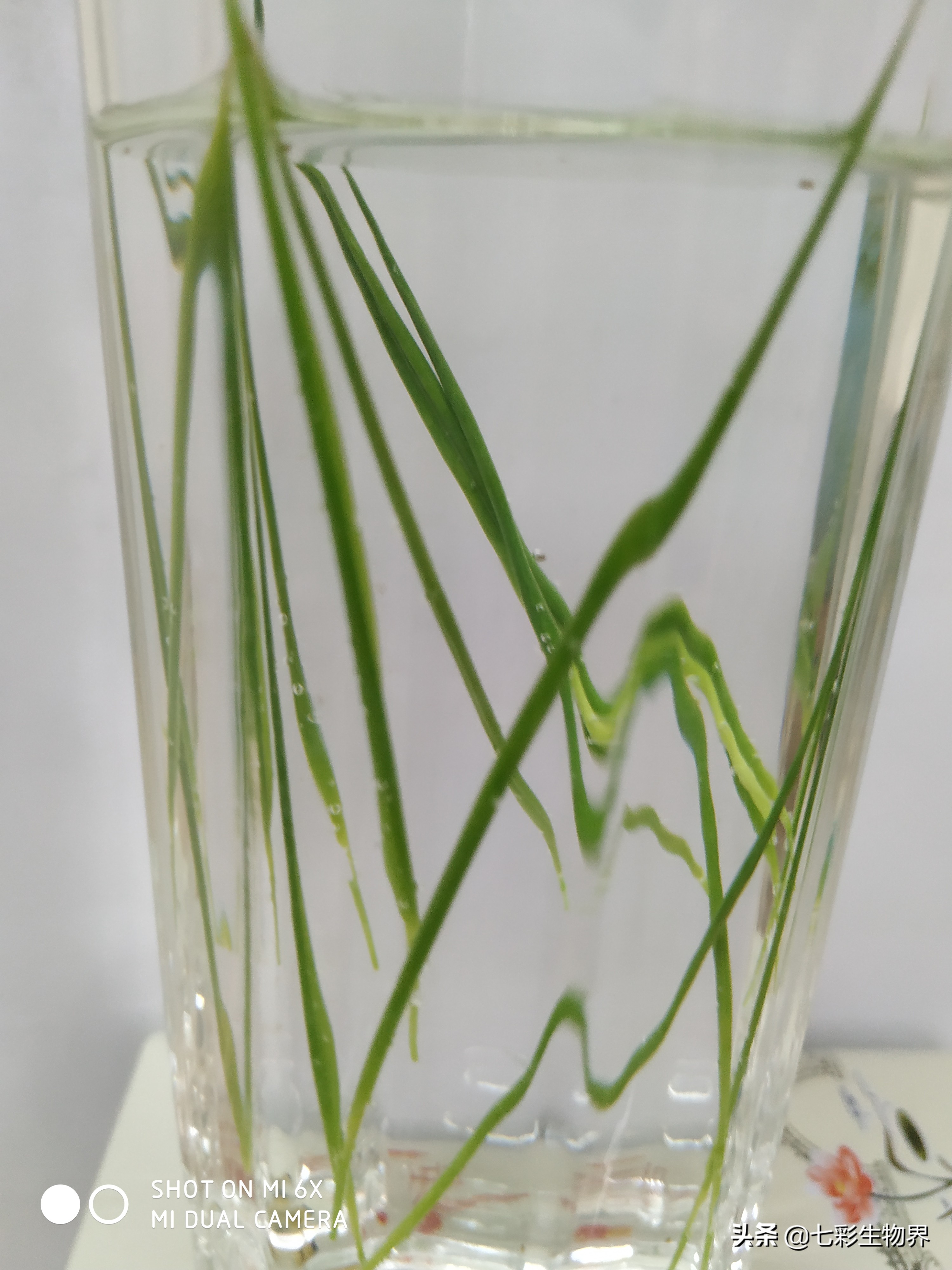 清热解暑就喝竹叶薄荷茶,竹叶茶可以去火去湿嘛