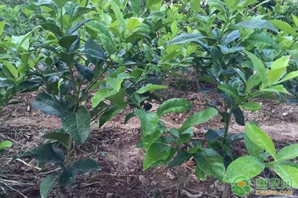 怎样提高柠檬的发芽率,柠檬怎么样增加座果率