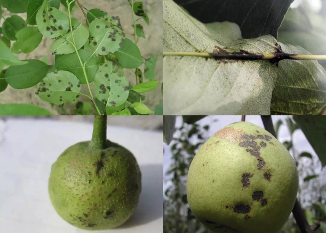 梨黑斑病与梨黑星病的防治措施,梨黑星病锈病最佳防治药剂