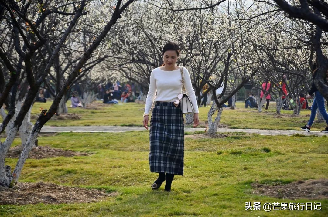 广州除了萝岗还有什么地方看梅花,广州萝岗还有梅花看吗