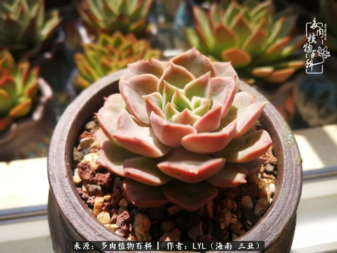 养多肉一年花了3万,养多肉一千多盆