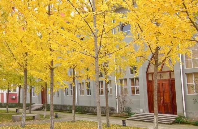 温州银杏哪里最美,温州秋冬的银杏树确实美