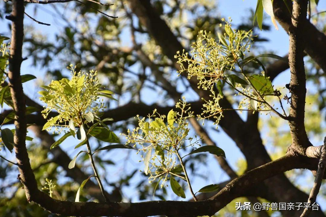 春天的花真的很美丽让人向往,春天的花也太美了