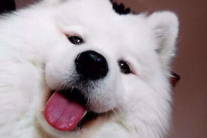 狗狗颜值排行榜你家狗子上榜了吗,狗界颜值排行萨摩耶