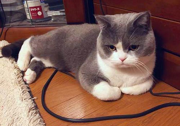 猫咪闹脾气绝非小事,轻视猫咪的情绪会有严重后果,伤猫又伤己