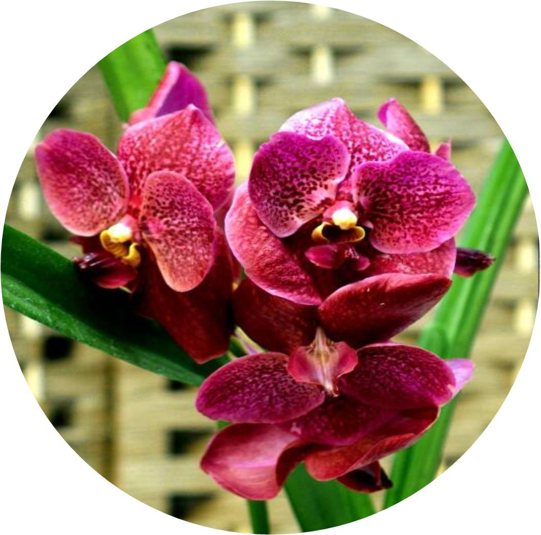 菊竹梅兰图欣赏,花中四君子的兰花图片