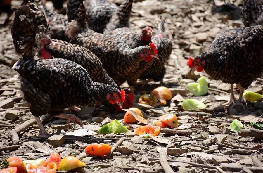 我们在距芜湖70公里的古坝村,找到了向往的生活