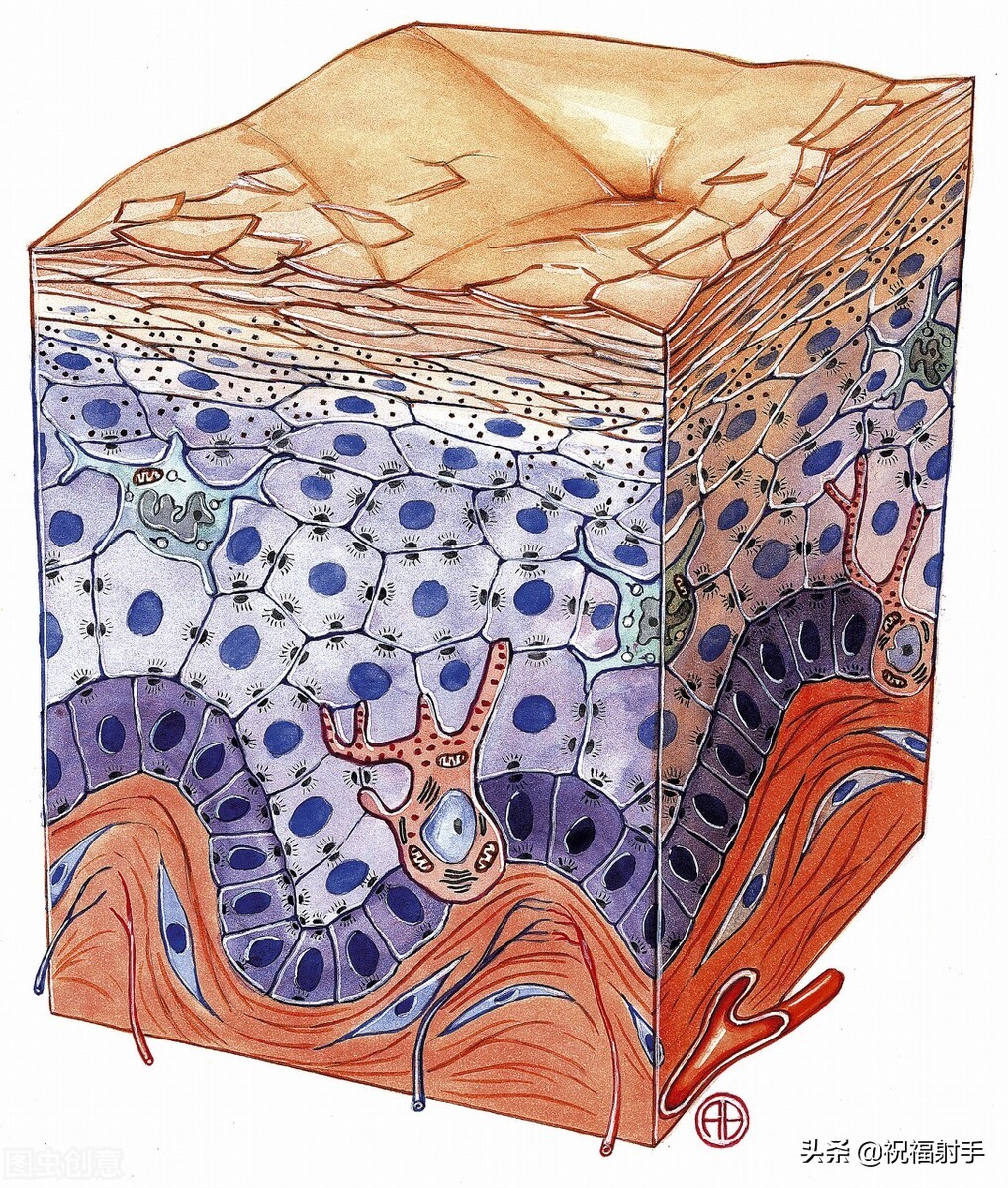 安全有效美容,最有效安全无副作用的美容方式