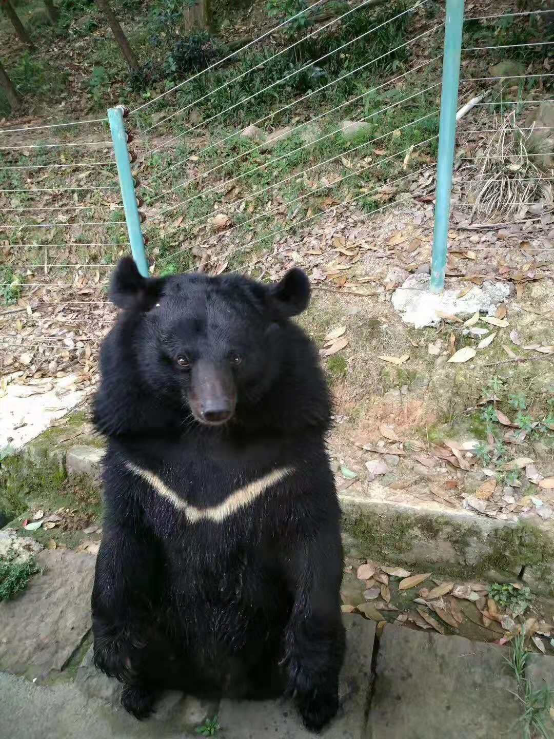 带着孩子在永川野生动物园一日游,重庆永川野生动物园攻略