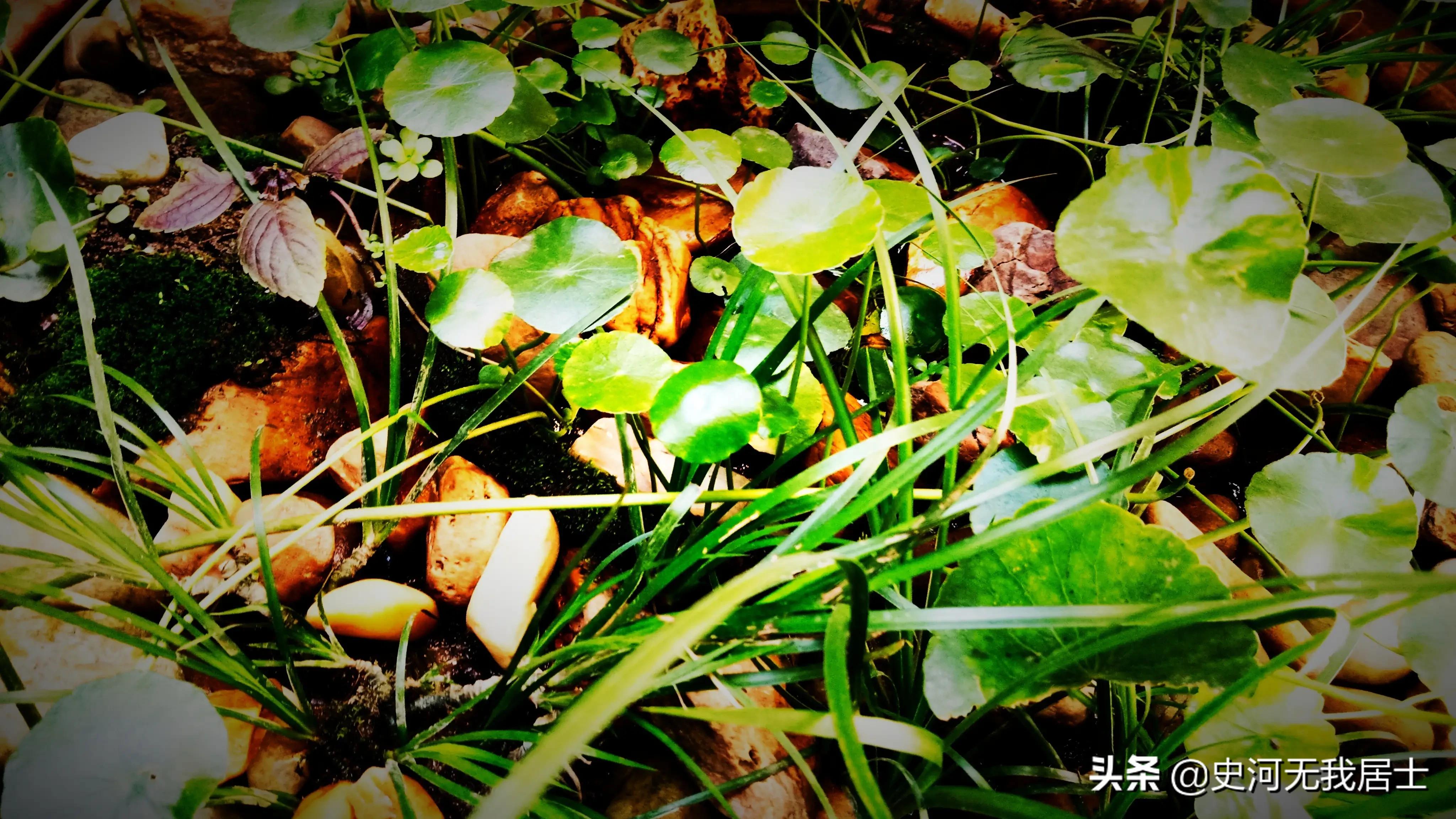 石菖蒲养护方法,石菖蒲的养护方法和用量