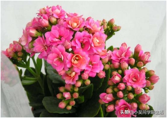 长寿花长势很好为啥还有气生根,长寿花生长快不