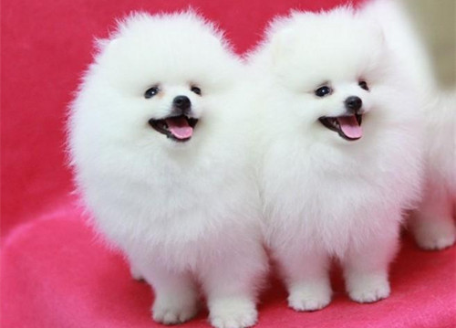 博美脾气暴躁易怒怎么办,博美脾气大怎么办