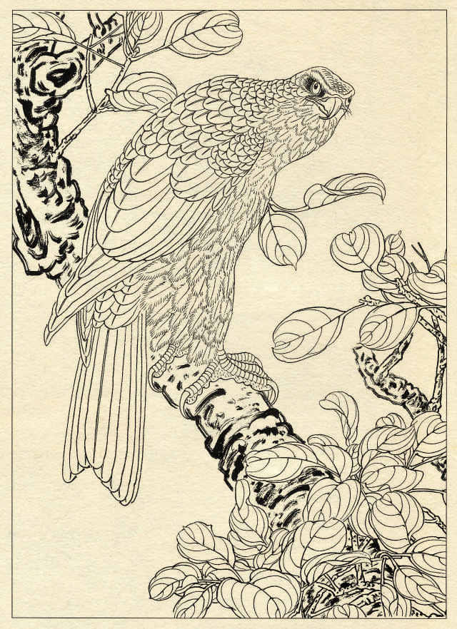 白描鹰技法基础入门,工笔画素材白描鹰图漂亮