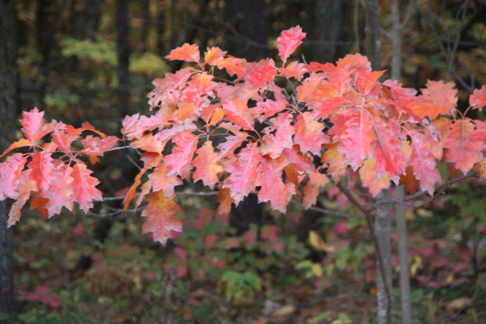这5种植物的叶子到了秋天会变红色,适合种院子,有些能养成盆景