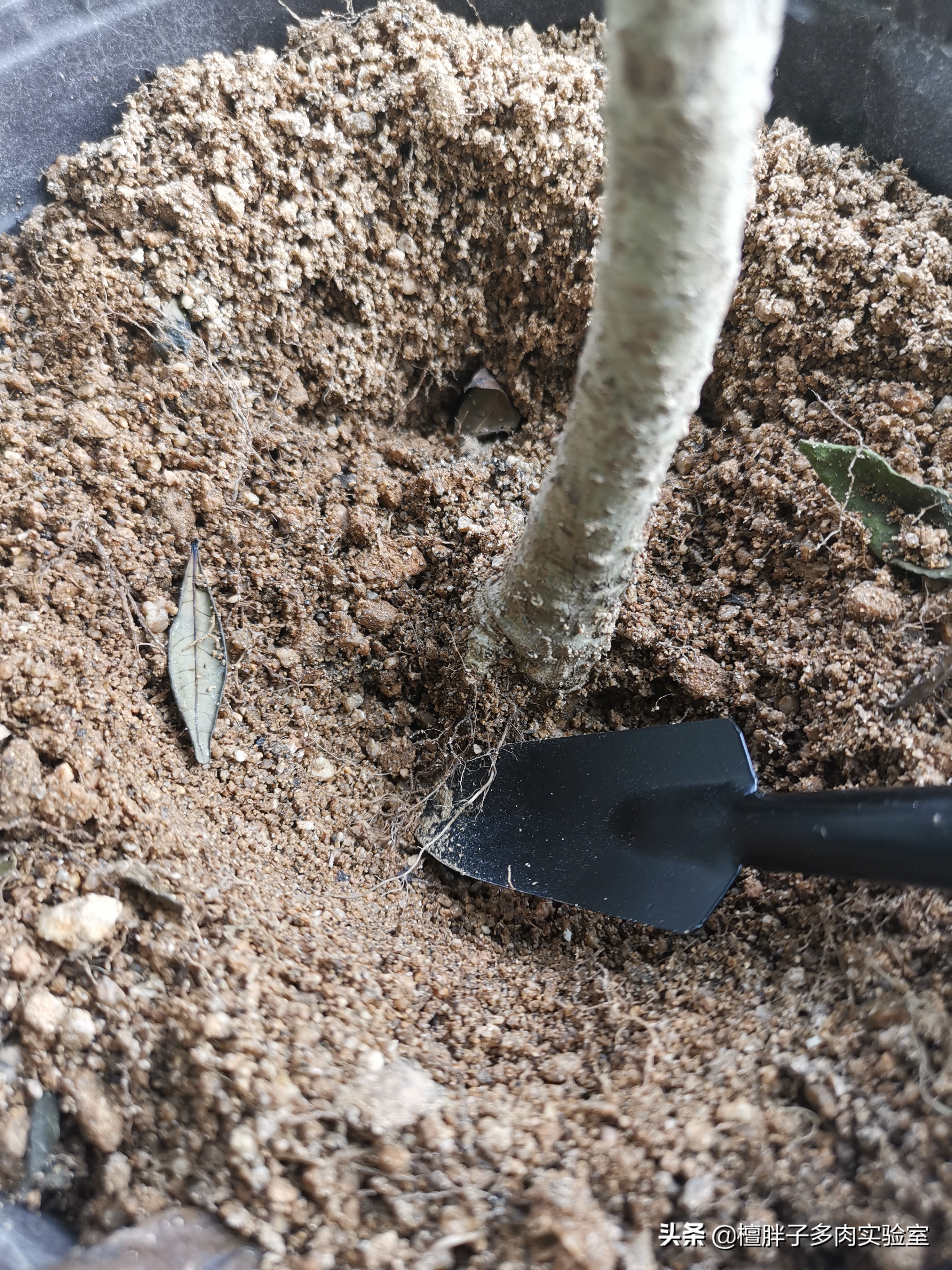 栀子花叶片发黑花苞脱落怎么办,栀子花叶片突然枯萎