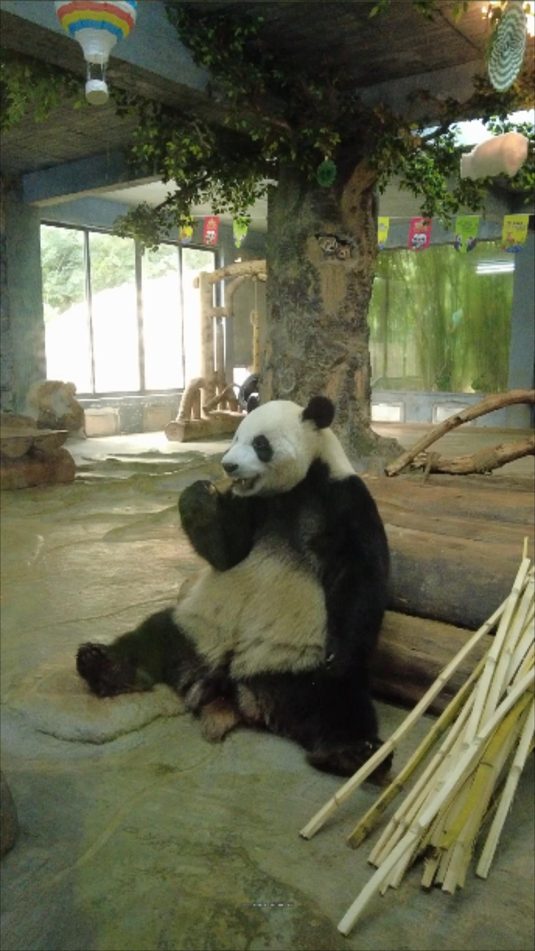 逐梦自贸海动椰城,逐梦海口嗨动椰城