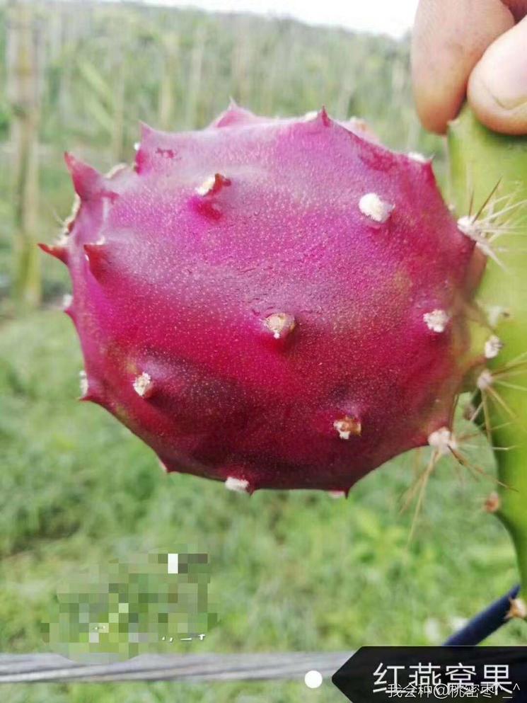 燕窝级火龙果,燕窝果海南火龙果