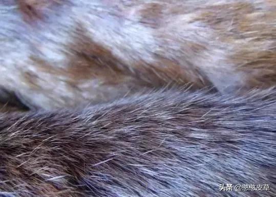 獭兔皮草怎么分辨是真是假,兔毛皮草怎么鉴别真假