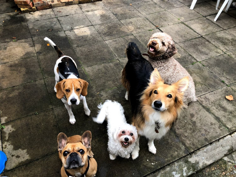 狗狗可以吃人吃的奇异果干吗,狗狗能吃奇异莓吗