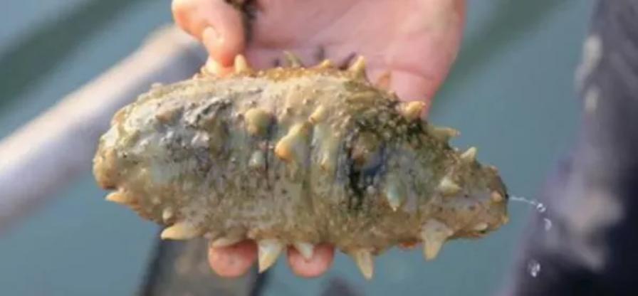 海参化皮原因及处理方法,预防海参化皮的方法