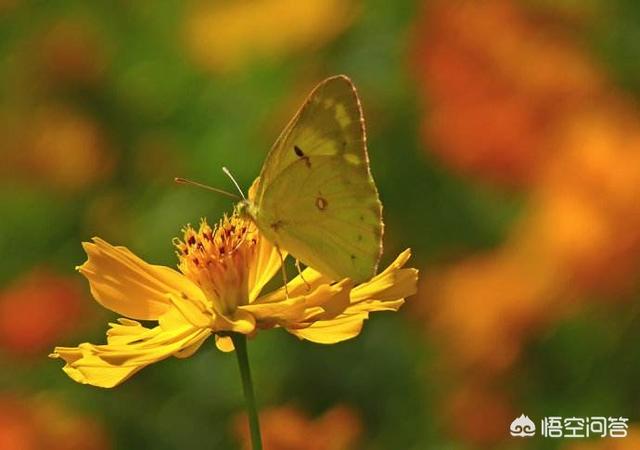 预言蜜蜂灭绝真相,爱因斯坦预言蜜蜂消失人类灭亡