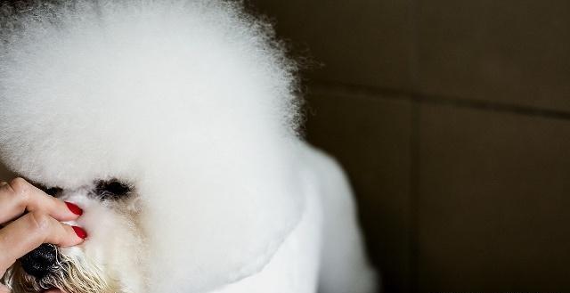 比熊犬有泪痕怎么去除,比熊犬泪痕怎么避免