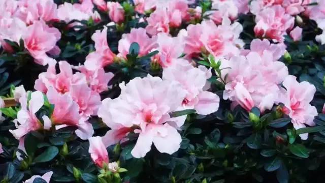 看看纽约中央公园的美景,真实的纽约中央公园