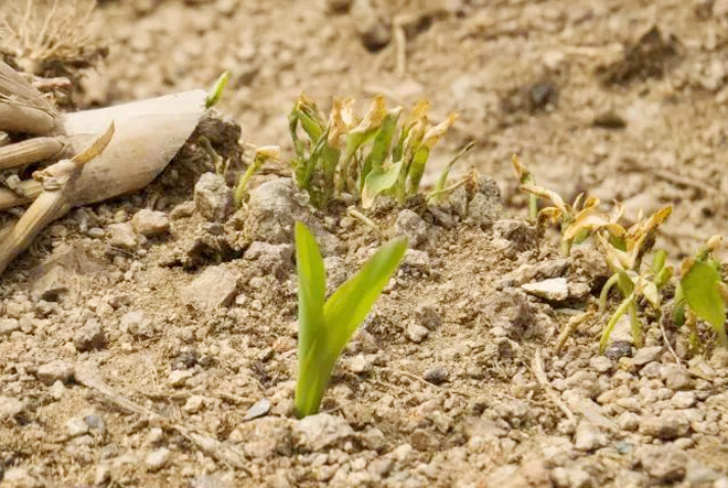 玉米苗出现死苗是什么原因,玉米苗烂根死苗怎么回事