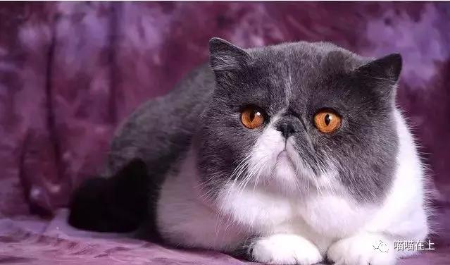 关于加菲猫的视频,关于加菲猫的知识资料