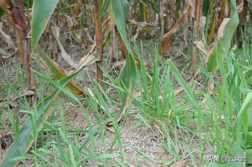 小麦黄粉病的防治方法,小麦土传白化病防治药
