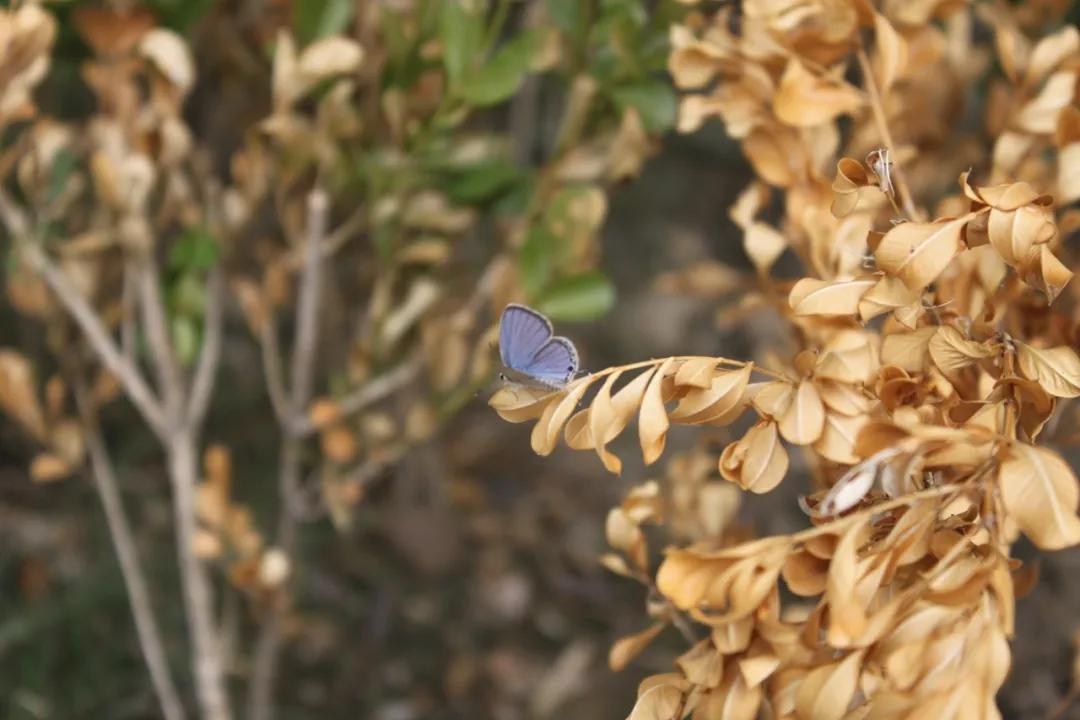 杭州最佳赏秋路线推荐,杭州附近赏秋的地方