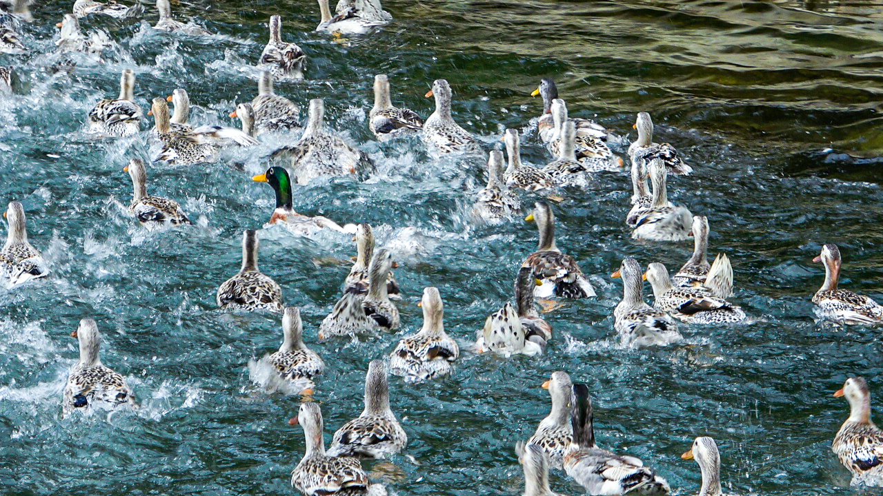 融水特色生态农业产业园,广西融水县特色产品