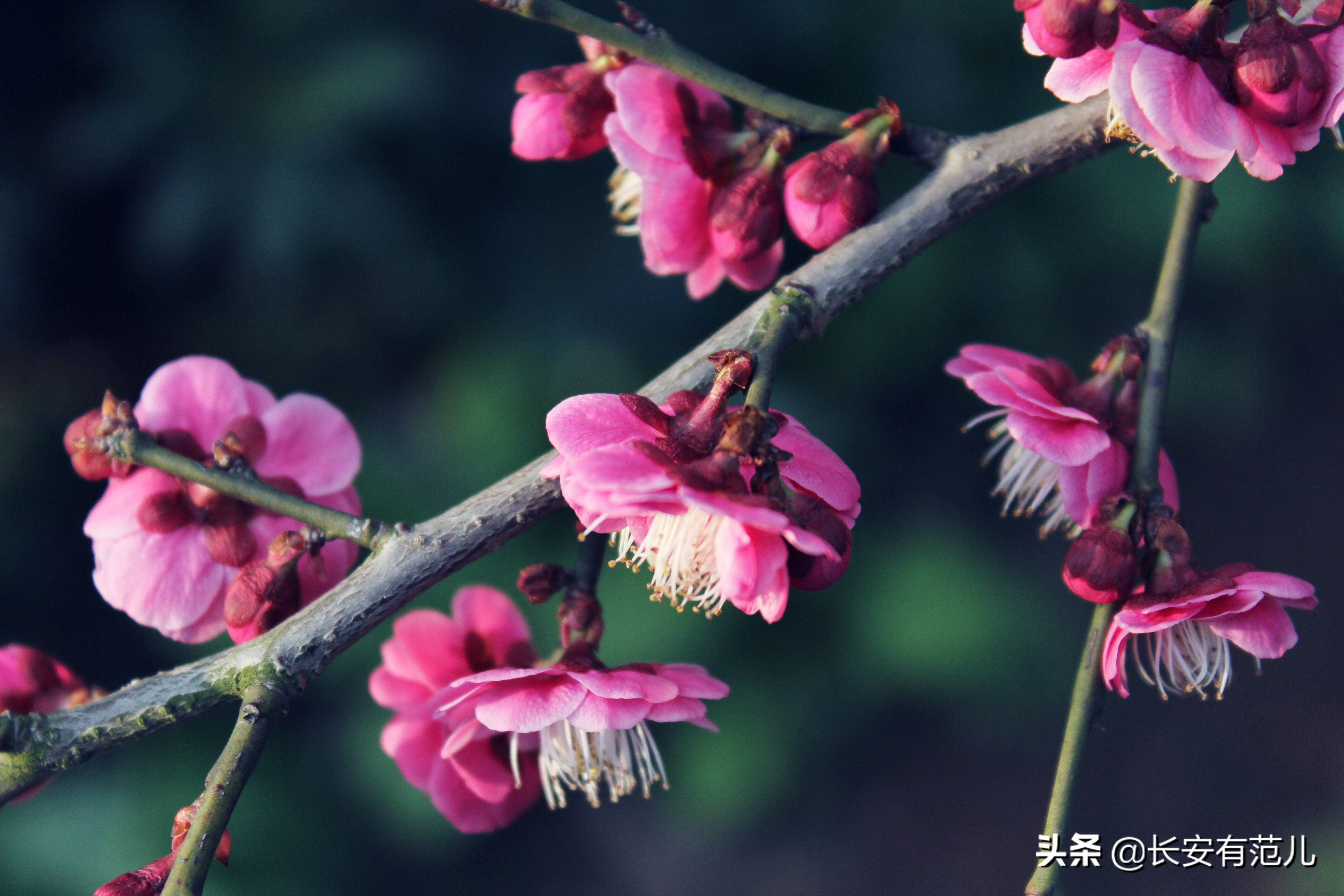 蜡梅和梅花的区别图,蜡梅和梅花的生长环境有何区别