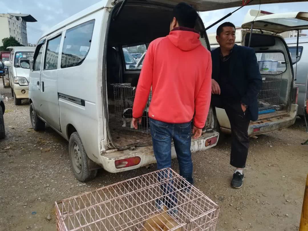 男子第一次来狗市,被套路了都不知道1300元购买了边境牧羊犬!